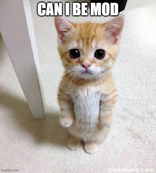 pls (SpookyRootOfNegative1 note: i helped you reach 10k so kewlew make him mod pls) | CAN I BE MOD | image tagged in memes,cute cat | made w/ Imgflip meme maker