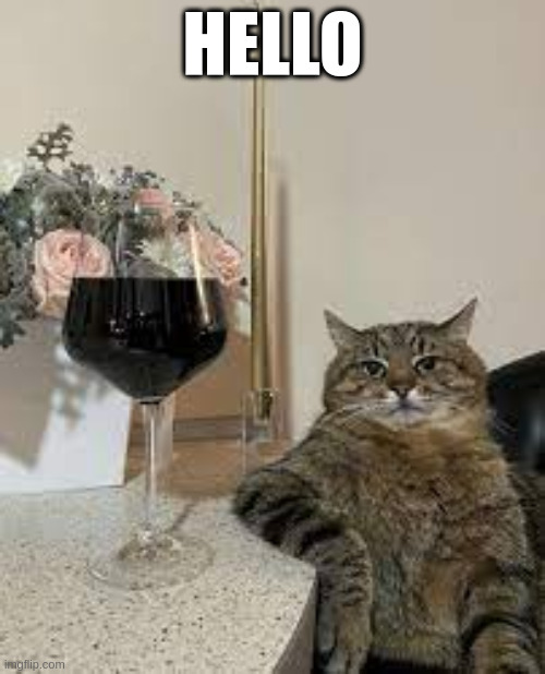 Stepan, the Cat from Ukraine | HELLO | image tagged in ukraine,cat,alcohol | made w/ Imgflip meme maker