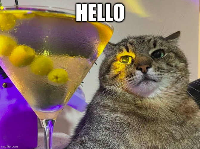 Stepan, the Cat from Ukraine | HELLO | image tagged in ukraine,cat,alcohol | made w/ Imgflip meme maker