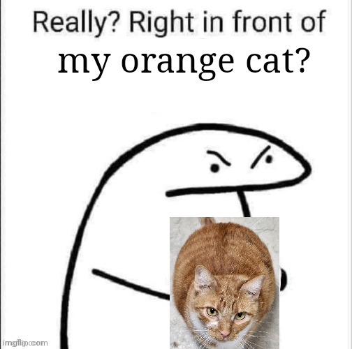 Really? | my orange cat? | image tagged in cats | made w/ Imgflip meme maker
