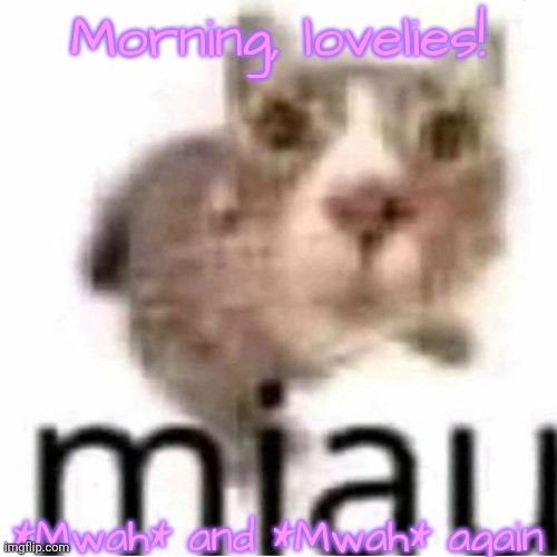 miau | Morning, lovelies! *Mwah* and *Mwah* again | image tagged in miau,lovelies | made w/ Imgflip meme maker