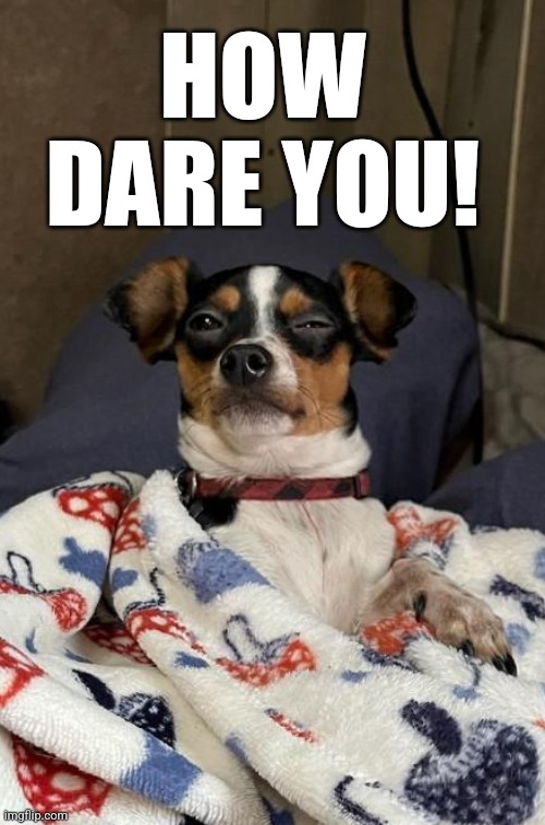 Angry Puppy | HOW DARE YOU! | image tagged in funny dog memes | made w/ Imgflip meme maker
