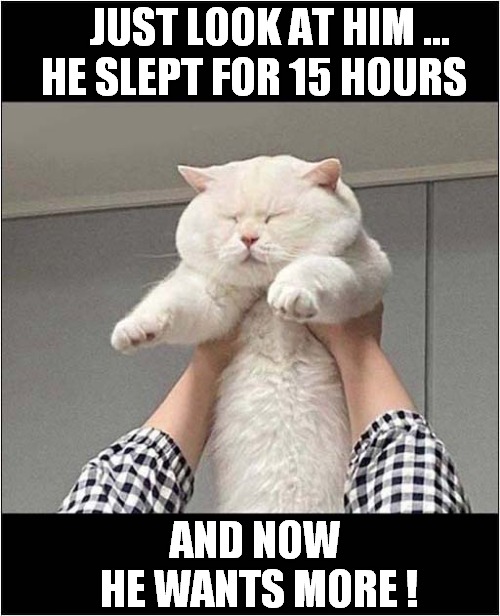 Super Tired Cat ! | JUST LOOK AT HIM ...
 HE SLEPT FOR 15 HOURS; AND NOW
 HE WANTS MORE ! | image tagged in cats,tired cat,sleepy | made w/ Imgflip meme maker