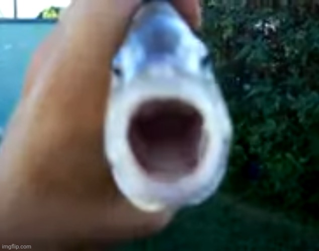 Killer Fish from San Diego | image tagged in killer fish,killer fish from san diego | made w/ Imgflip meme maker