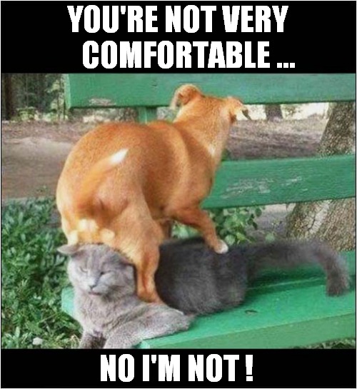 Dog Sitting On A Unhappy Cat ! | YOU'RE NOT VERY
    COMFORTABLE ... NO I'M NOT ! | image tagged in dogs,sitting,cat,uncomfortable | made w/ Imgflip meme maker