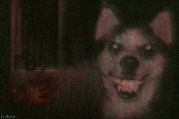 smile dog | image tagged in smile dog | made w/ Imgflip meme maker