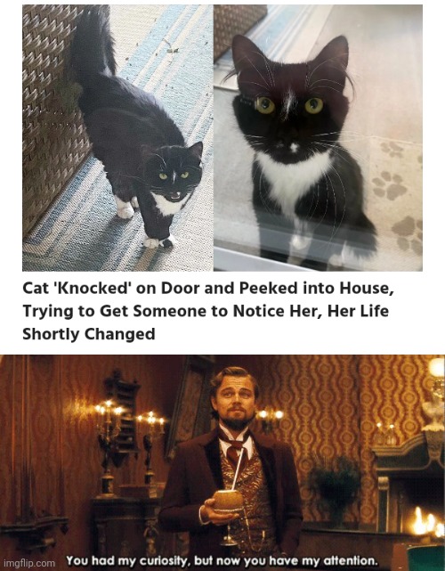 Wanting attention | image tagged in you had my curiosity but now you have my attention,cats,cat,memes,door,house | made w/ Imgflip meme maker