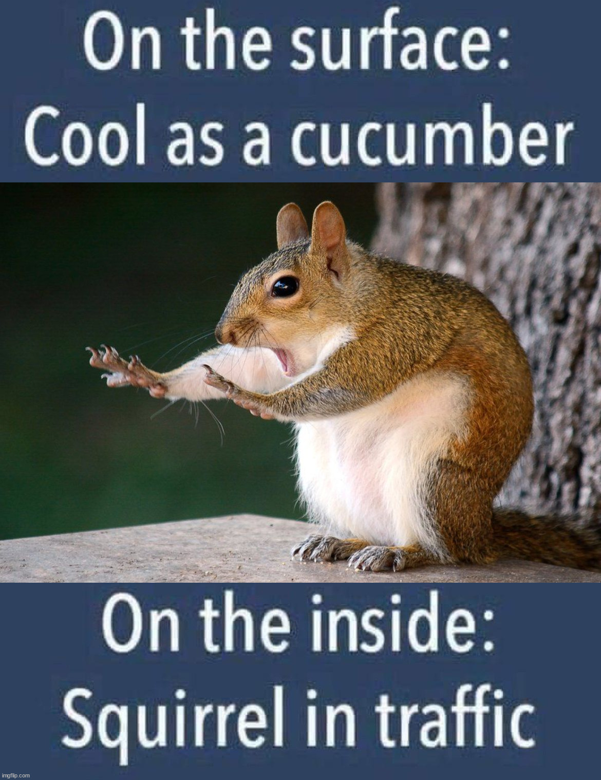 image tagged in squirrel no | made w/ Imgflip meme maker
