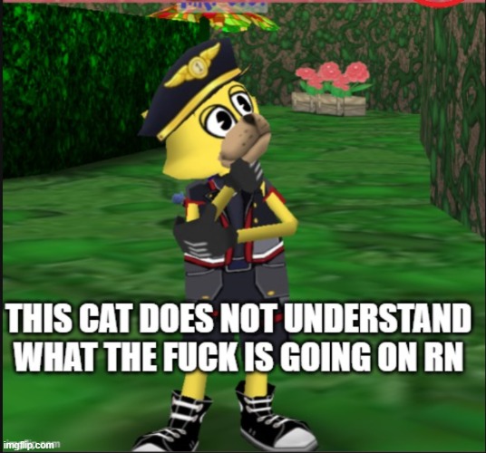 this cat does not know wtf is going on rn | image tagged in this cat does not know wtf is going on rn | made w/ Imgflip meme maker