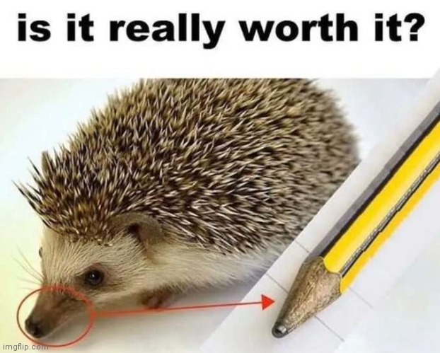 Is it though? (Hi chat) | image tagged in hedgehog | made w/ Imgflip meme maker