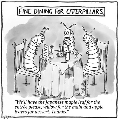 Fine Dining | image tagged in comics | made w/ Imgflip meme maker