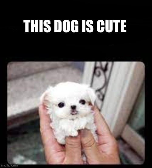 what the name | THIS DOG IS CUTE | image tagged in what the name | made w/ Imgflip meme maker