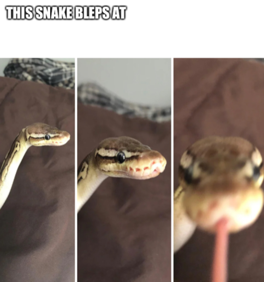 This snake bleps at Blank Meme Template