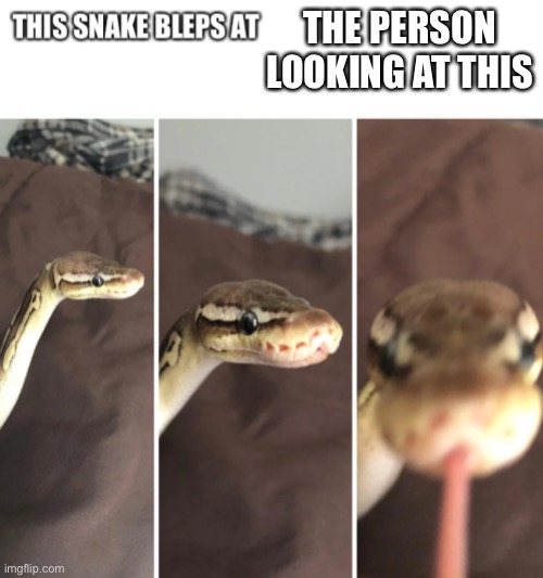 This snake bleps at | THE PERSON LOOKING AT THIS | image tagged in this snake bleps at | made w/ Imgflip meme maker