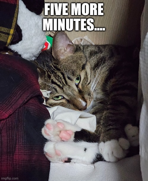 Sleepy cat | FIVE MORE MINUTES.... | image tagged in cats,sleep,lazy | made w/ Imgflip meme maker