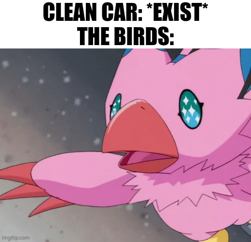 Car Driver's Pain | CLEAN CAR: *EXIST*
THE BIRDS: | image tagged in bird | made w/ Imgflip meme maker