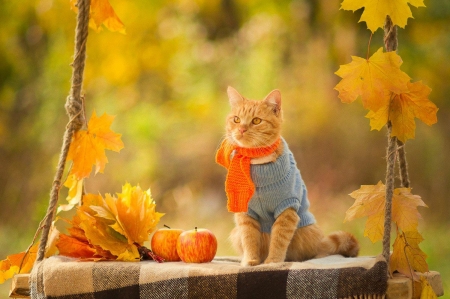 High Quality fall cat Blank Meme Template