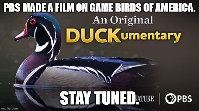 meme by Brad PBS film on ducks | PBS MADE A FILM ON GAME BIRDS OF AMERICA. STAY TUNED. | image tagged in animals | made w/ Imgflip meme maker
