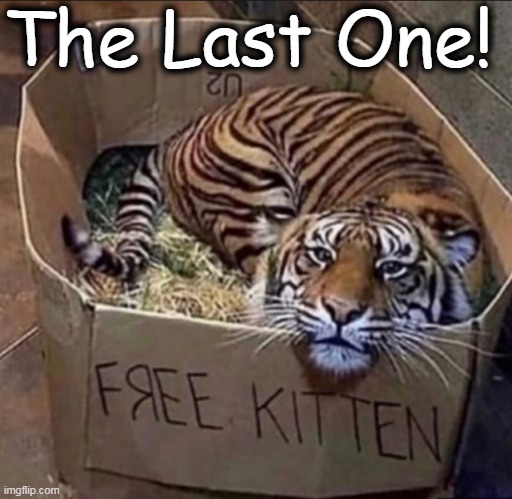 NOT the Pick of the Litter | The Last One! | image tagged in fun,kitten,free,cute cat,that feeling when,funny cat memes | made w/ Imgflip meme maker