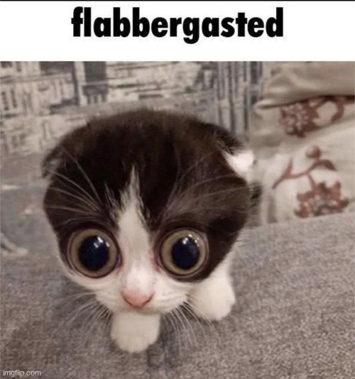 coht | image tagged in cat,flabbergasted | made w/ Imgflip meme maker
