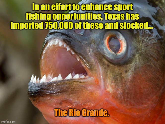 Piranha  | In an effort to enhance sport fishing opportunities, Texas has imported 750,000 of these and stocked... The Rio Grande. | image tagged in piranha | made w/ Imgflip meme maker