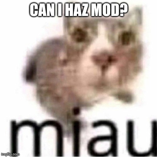 miau | CAN I HAZ MOD? | image tagged in miau | made w/ Imgflip meme maker