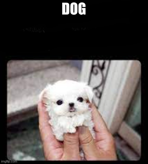 what the name | DOG | image tagged in what the name | made w/ Imgflip meme maker