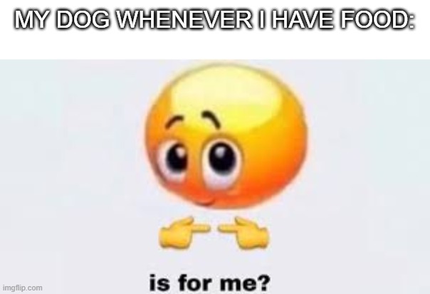 My dog is dedicated when it comes to trying to get my food | MY DOG WHENEVER I HAVE FOOD: | image tagged in is for me | made w/ Imgflip meme maker