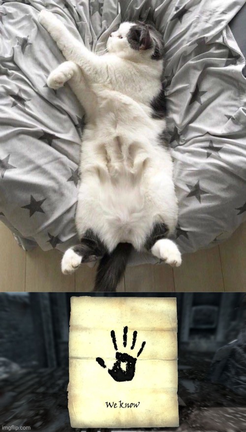 CAT IS PART OF THE DARK BROTHERHOOD | image tagged in skyrim we know,cats,funny cats,skyrim | made w/ Imgflip meme maker