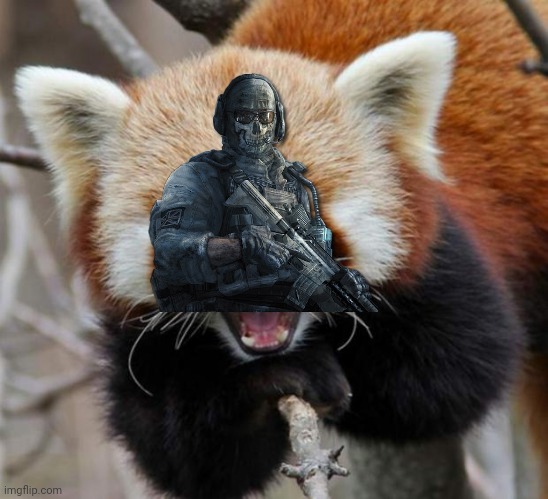 Red Panda | image tagged in red panda | made w/ Imgflip meme maker