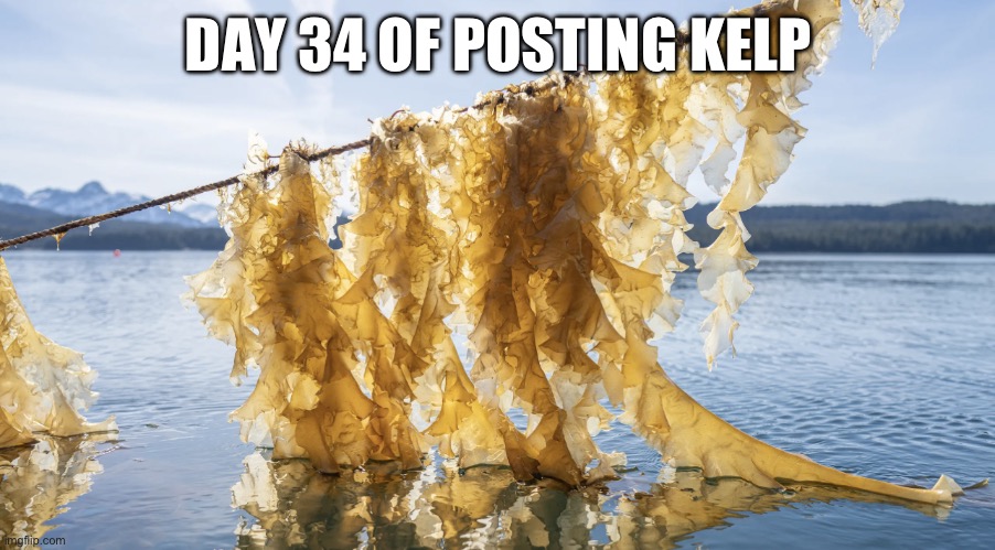 Kelp | DAY 34 OF POSTING KELP | image tagged in kelp | made w/ Imgflip meme maker