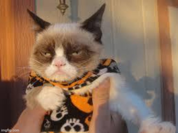 Grumpy Cat Halloween Meme | image tagged in memes,grumpy cat halloween,grumpy cat | made w/ Imgflip meme maker
