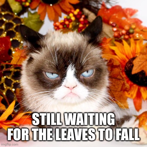 Grumpy Cat Autumn | STILL WAITING FOR THE LEAVES TO FALL | image tagged in grumpy cat autumn | made w/ Imgflip meme maker