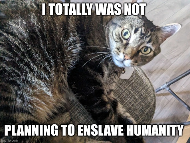 Doomsday cat | I TOTALLY WAS NOT; PLANNING TO ENSLAVE HUMANITY | image tagged in world domination,evil cat | made w/ Imgflip meme maker