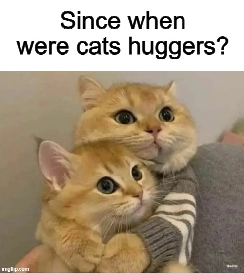 They look very cute together <3 | Since when were cats huggers? | image tagged in anakin skywalker | made w/ Imgflip meme maker