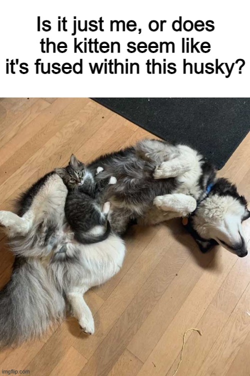 ...in a way | Is it just me, or does the kitten seem like it's fused within this husky? | made w/ Imgflip meme maker