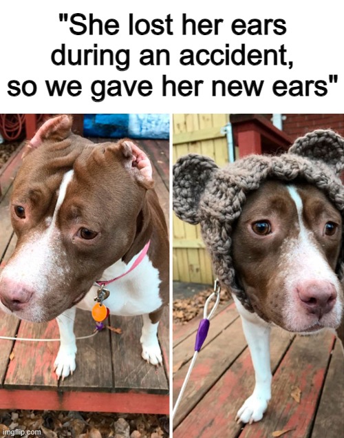 That's actually so sweet ^-^ | "She lost her ears during an accident, so we gave her new ears" | made w/ Imgflip meme maker