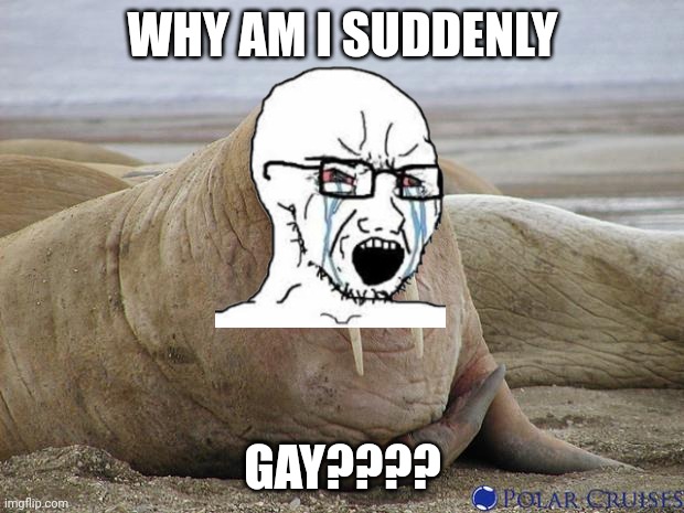 WHY AM I SUDDENLY GAY???? | image tagged in walrus | made w/ Imgflip meme maker