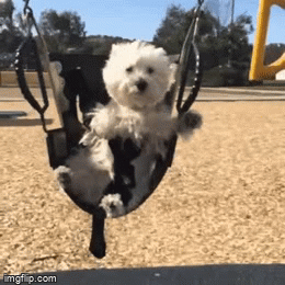 Swinging - Imgflip