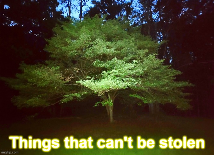 Things that can't be stolen | Things that can't be stolen | image tagged in trees | made w/ Imgflip meme maker