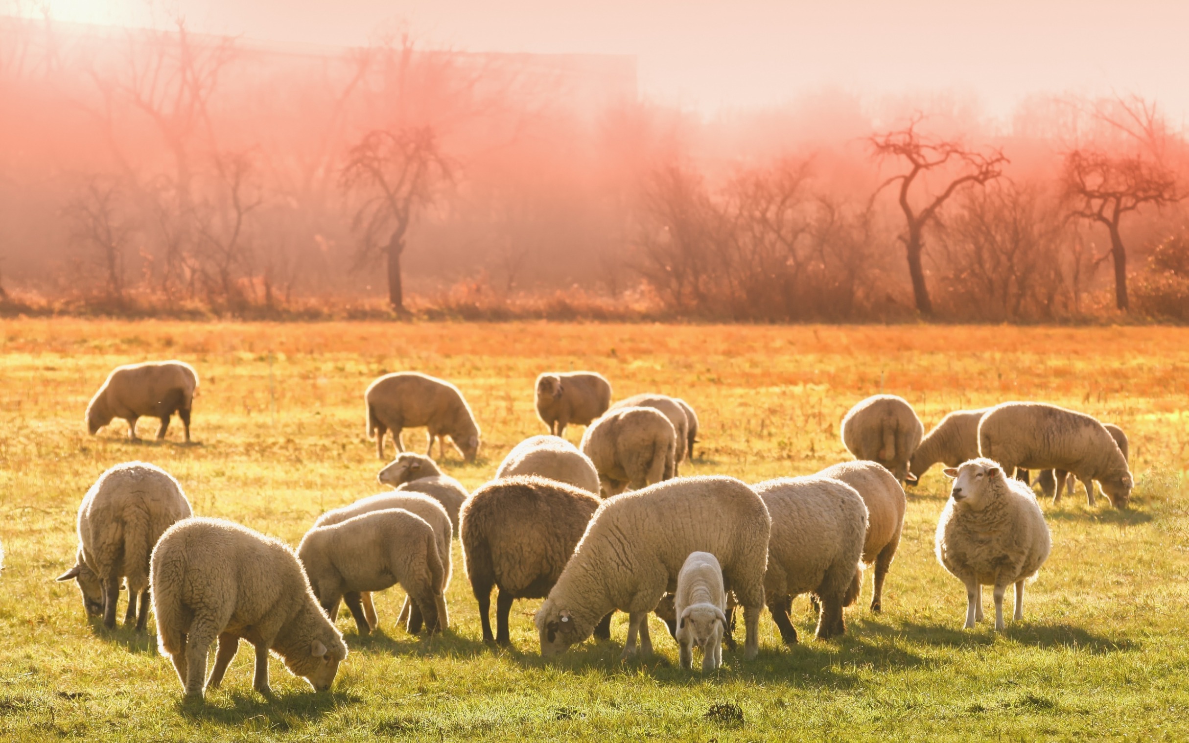 Sheep grazing Blank Meme Template