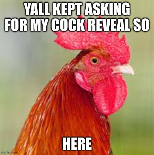rooster | YALL KEPT ASKING FOR MY COCK REVEAL SO; HERE | image tagged in rooster | made w/ Imgflip meme maker