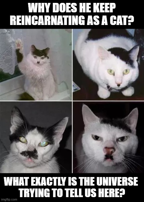 WHY DOES HE KEEP
REINCARNATING AS A CAT? WHAT EXACTLY IS THE UNIVERSE 
TRYING TO TELL US HERE? | image tagged in cat,hitler,kitler,reincarnation | made w/ Imgflip meme maker
