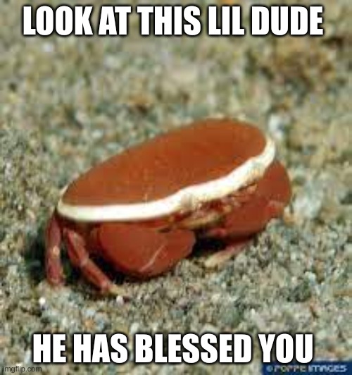 THE BLESSED CRAB | LOOK AT THIS LIL DUDE; HE HAS BLESSED YOU | image tagged in crab,cute,blessed,repost,meme,wow | made w/ Imgflip meme maker