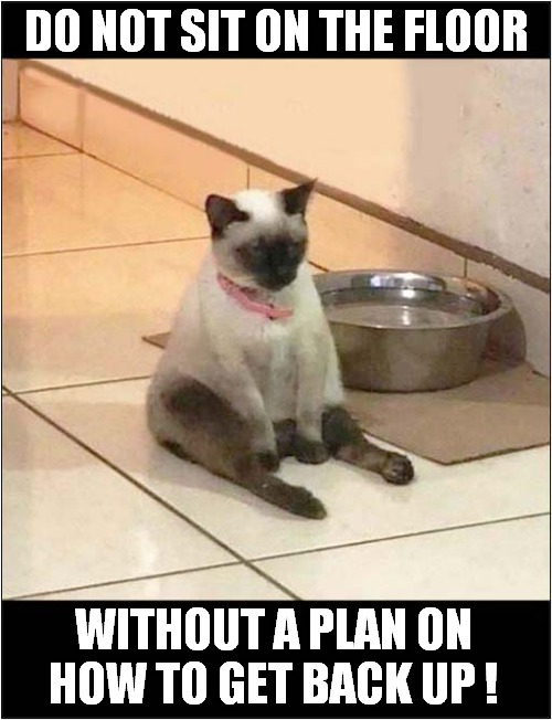 Note To Self: | DO NOT SIT ON THE FLOOR; WITHOUT A PLAN ON HOW TO GET BACK UP ! | image tagged in cats,sitting,plan | made w/ Imgflip meme maker