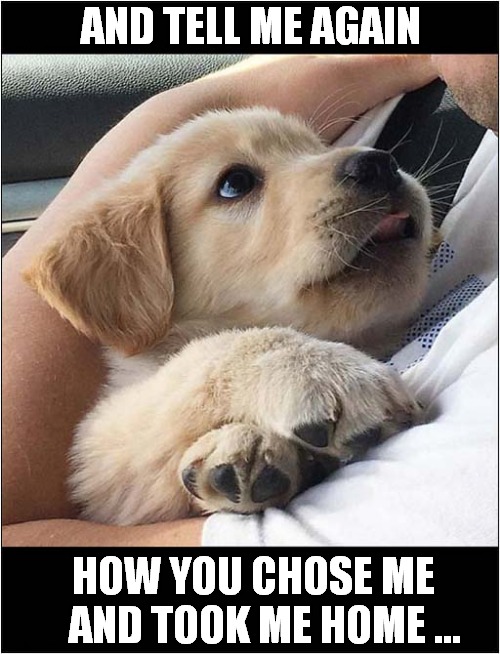 Puppy With Adoring Eyes  ! | AND TELL ME AGAIN; HOW YOU CHOSE ME
   AND TOOK ME HOME ... | image tagged in dogs,puppy,adorable | made w/ Imgflip meme maker