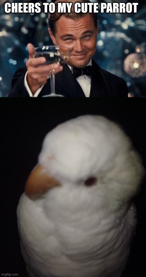 CHEERS TO MY CUTE PARROT | image tagged in memes,leonardo dicaprio cheers | made w/ Imgflip meme maker