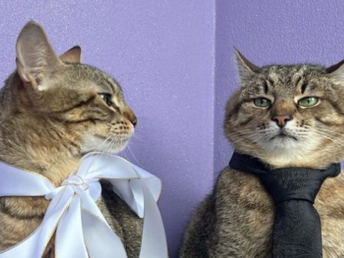 Stepan cat Blank Meme Template