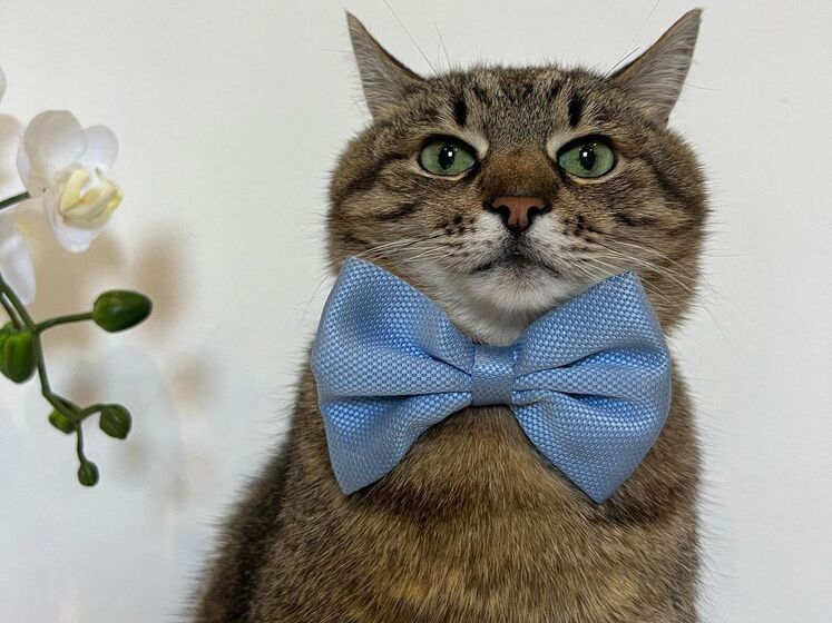 Stepan cat Blank Meme Template