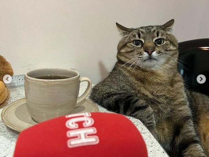 Stepan cat Blank Meme Template